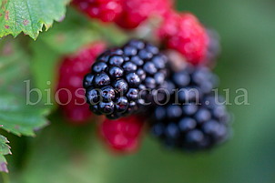 Ожиномалина Маріонберрі (Marionberry), фото 2