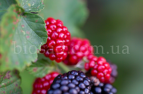 Ожиномалина Маріонберрі (Marionberry), фото 3