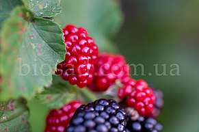 Ожиномалина Маріонберрі (Marionberry), фото 2