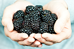 Ожиномалина Маріонберрі (Marionberry), фото 4