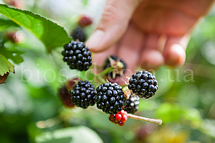 Ожиномалина Блек Джевел (Black Jewel), ремонтантна (найсолодша), фото 3