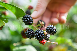 Ожиномалина Блек Джевел (Black Jewel), ремонтантна (найсолодша), фото 2