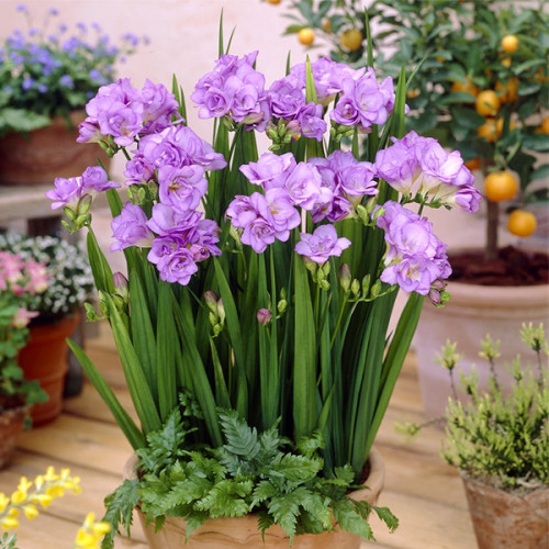 Фрезія Повна Purple цибулини 5 шт., фото 1