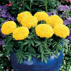 Tagetes erecta Чорнобривці Антігуа Еллоу (Жовті) 1000 насінин