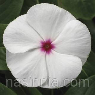 Catharanthus roseus Барвінок Сан Шторм білий с очком 1000 насінин