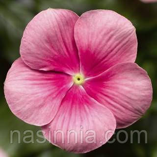 Catharanthus roseus Барвінок Сан Шторм Блаш 1000 семян
