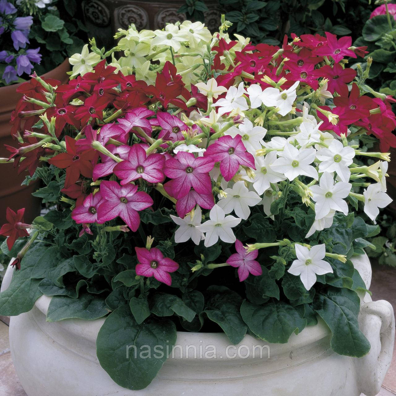 Nicotiana alata Тютюн крилатий Saratoga Mix 1000 насінин