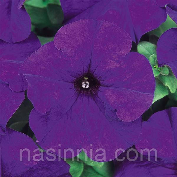 Petunia grandiflora Петунія темно-синя Dreams Midnight 1000 драже