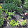 Шланг потіючий AQUA-DROP 1/2" 25 м Bradas, WAD1/2025, фото 4