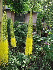 Eremurus Bungei (Бунге) 1 шт. Україна., фото 2