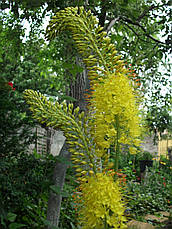 Eremurus Bungei (Бунге) 1 шт. Україна., фото 3
