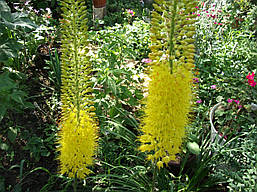 Eremurus (Ширяш) Tap Dance (Теп Данс) 1 шт. Україна., фото 3