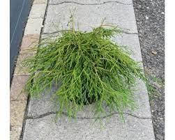 Туя складчаста Kagers Beauty 3 річна, Туя складчатая Кагерс Б'юті, Thuja plicata Kagers Beauty, фото 4