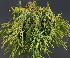 Туя складчаста Kagers Beauty 3 річна, Туя складчатая Кагерс Б'юті, Thuja plicata Kagers Beauty