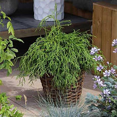 Туя складчаста Kagers Beauty 3 річна, Туя складчатая Кагерс Б'юті, Thuja plicata Kagers Beauty, фото 3