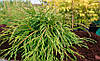 Туя складчаста Kagers Beauty 3 річна, Туя складчатая Кагерс Б'юті, Thuja plicata Kagers Beauty, фото 8