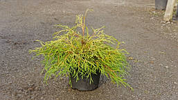 Туя складчаста Kagers Beauty 3 річна, Туя складчатая Кагерс Б'юті, Thuja plicata Kagers Beauty, фото 6