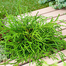 Туя складчаста Kagers Beauty 3 річна, Туя складчатая Кагерс Б'юті, Thuja plicata Kagers Beauty, фото 5