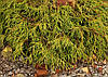 Туя складчаста Kagers Beauty 3 річна, Туя складчатая Кагерс Б'юті, Thuja plicata Kagers Beauty, фото 9
