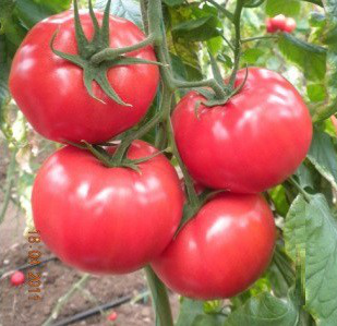 АЗІЯ F1 - насіння томату, Yuksel Seeds