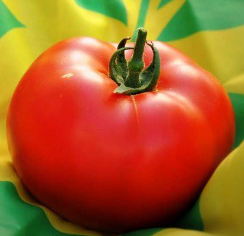АНТАЛІЯ F1 - насіння томату, Yuksel Seeds