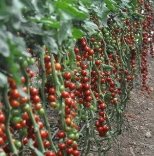 МАРГОЛЬ F1 - насіння томату, Yuksel Seeds