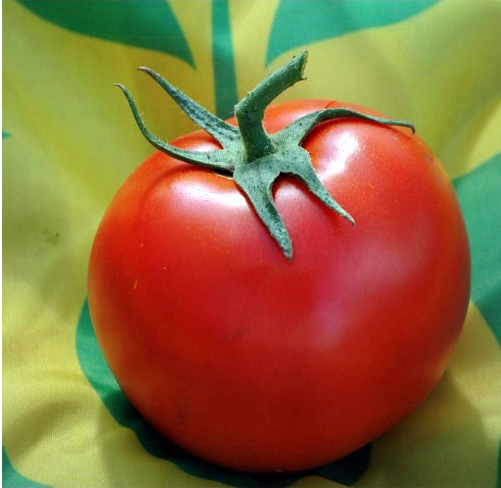 НЕМЕСИС F1 - насіння томату, Yuksel Seeds