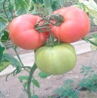 ПІНК ПАНТЕР F1 - насіння томату, Yuksel Seeds