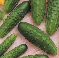 ПАСАМОНТЕ F1 — огірок партенокарпічний, Syngenta 500 насіння