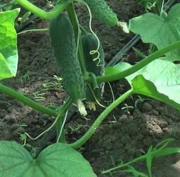 ЛЮТОЯР F1 - насіння огірка, Yuksel Seeds