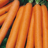 МОНАНТА - насіння моркви, Rijk Zwaan