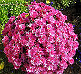 Хризантема Branbeach Lilac (Сирень Бранбіч).  Мультифлора. розсада, фото 3