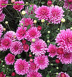 Хризантема Branbeach Lilac (Сирень Бранбіч).  Мультифлора. розсада, фото 4