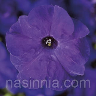 Petunia grandiflora Петунія Трітунія Blue (синя) 1000 драже
