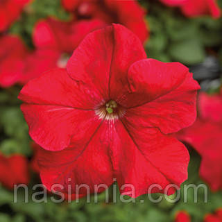 Petunia grandiflora Петунія Трітунія Red (червона) 100 драже