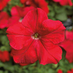 Petunia grandiflora Петунія Трітунія Red (червона) 100 драже