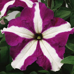 Petunia grandiflora Петунія Трітунія Purple Star (пурпурна зірка) 100 драже