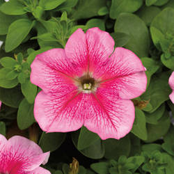 Petunia grandiflora Петунія Трітунія Pink Veined (рожева) 100 драже