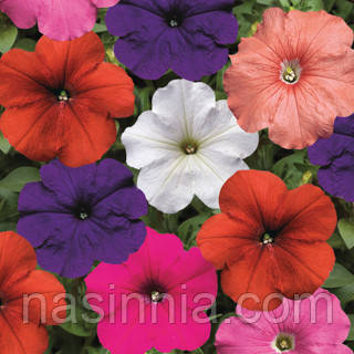 Petunia grandiflora Петунія Трітунія Юні Мікс 100 драже