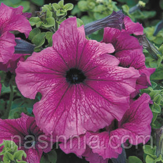 Petunia grandiflora Петунія Трітунія Plum (сливова) 50 драже