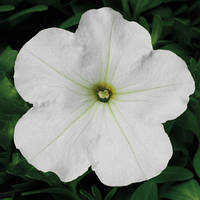 Petunia grandiflora F1 Петунія Eagle White (біла) 100 драже