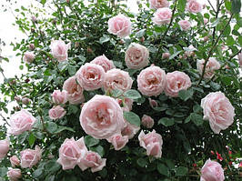 Саджанці плетистої троянди НЬЮ ДАУН ПРЕМІУМ (1 шт.)