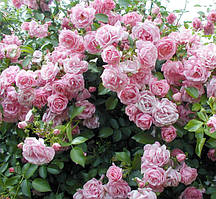 Саджанці в'ється троянди ЧАПЛИНЗ ПІНК