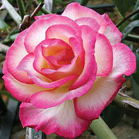 Саджанці в'ється троянди ХЕНДЕЛЬ