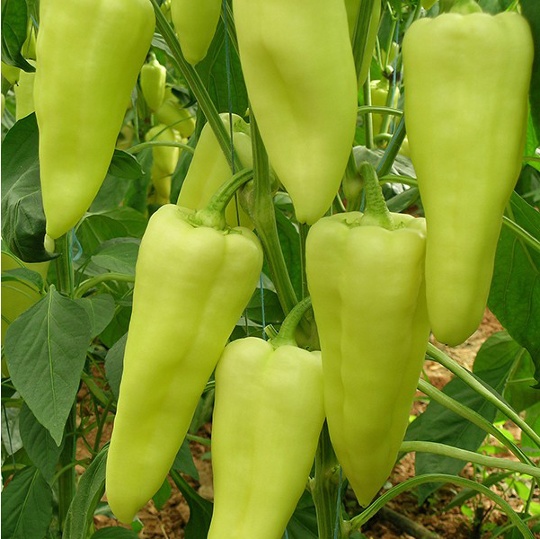 ЕЛМАС F1 — насіння перцю, Yuksel Seeds