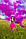 Кольоровий дим Малиновий (Рожевий), 60 сек., густий, насичений, довга рукоятка, Димова шашка, фото 3