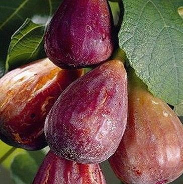 Саджанці Інжира Чикаго Харді (Chicago Hardy) — ремонтантний, самоплідний, швидкоплідний 3-х річний, фото 1