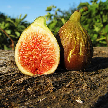 Саджанці інжиру Голіаф (Goliath) — самоплідний, ремонтантний, солодкий 3-х річний