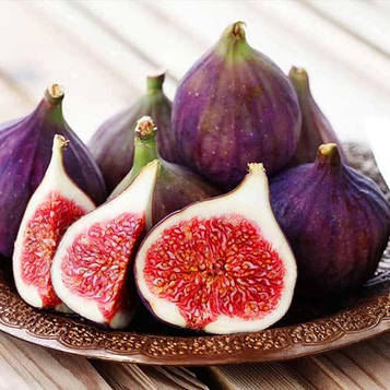 Саджанці інжиру Шервуд (Sherwood) — ремонтантний, самоплідний, великоплідний 3-х річний