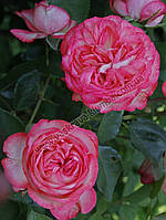 Саженец английской махровой розы Pink Ice
